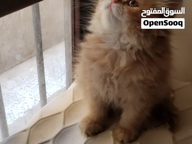 حيوانات للبيع