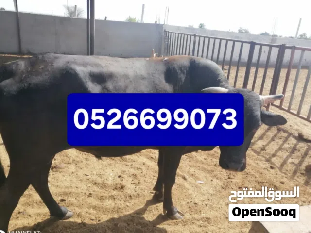ابقار جيرسية للبيع  اعمار متفاوتة