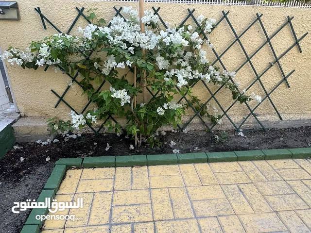 شجرة الجهنميه كبيره لون ابيض شجرة الجهنميه كبيره لون الوردي الفاتح