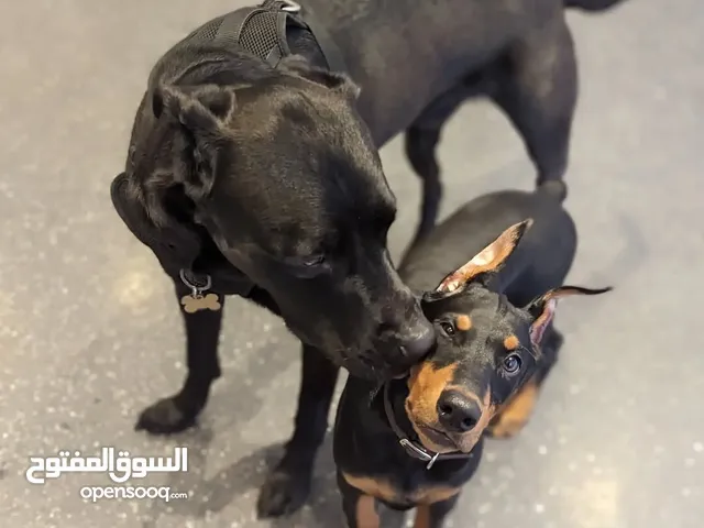 Amazing Doberman pinscher puppies ready to go