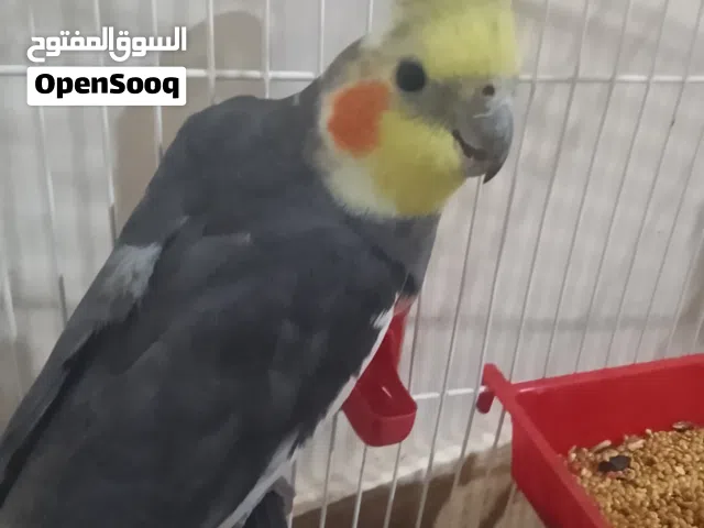 كوكتيل حبشي العمر 11 شهر