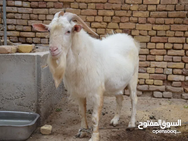 ماعز سانين سويسري خط أول للبيع