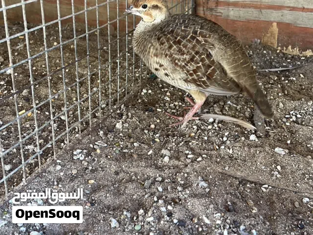 للبيع زوج صفرد باكستاني