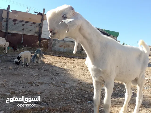 جدي ابيض بالصلاه على النبي توه يبدل