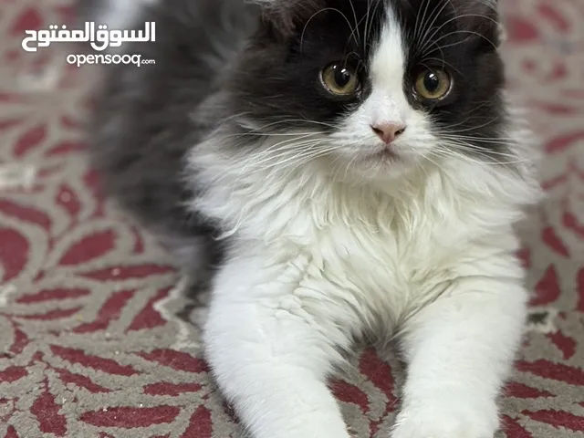 مجموعه قطط للبيع