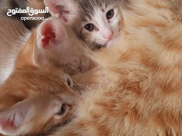 قطط بعمر شهر واحد للتبني