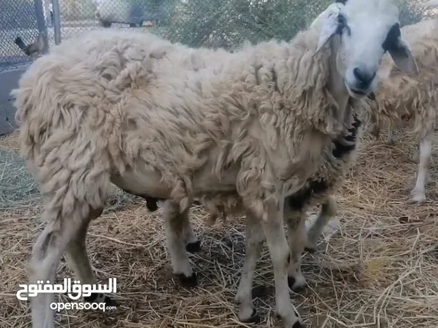 كبش عماني العمر قريب السنه تبارك الرحمن