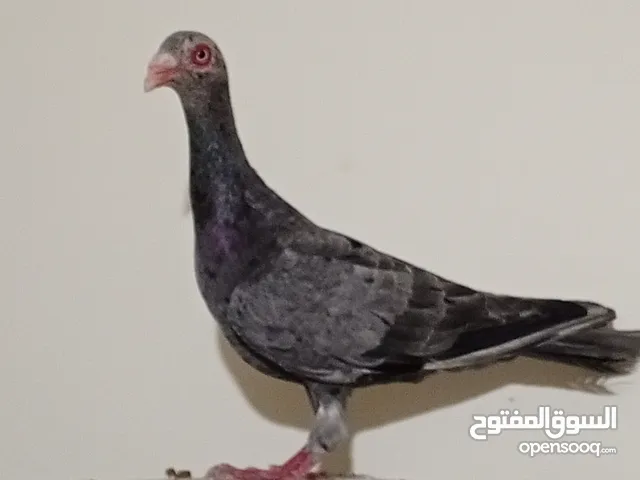 حمام للبيع