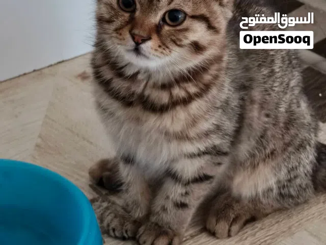 سمسم قط ذكر للتبني