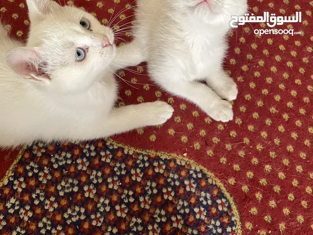 قطتين للتبني_ابيض