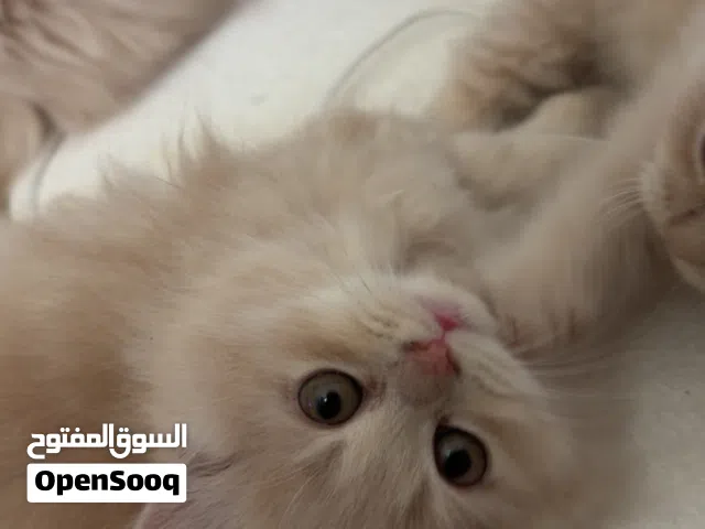 قطط ذكور واناث لتبني برسوم