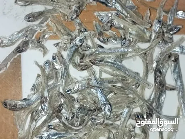 وزف درجه اولى