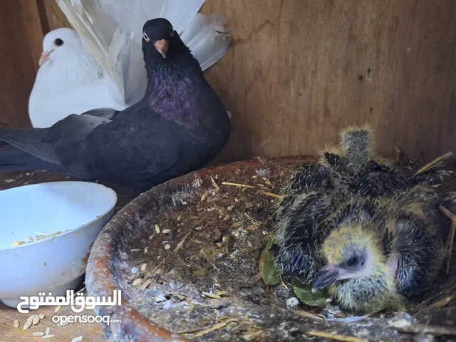 حمام زينة رولو و طاوسي