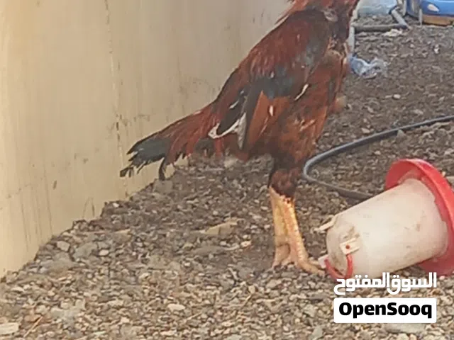 للبيع ديك باكستاني بيور عين وحده فيها ضعف شوي