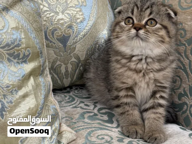 Female Kitten Scottish with Folded Ears - 3 months old