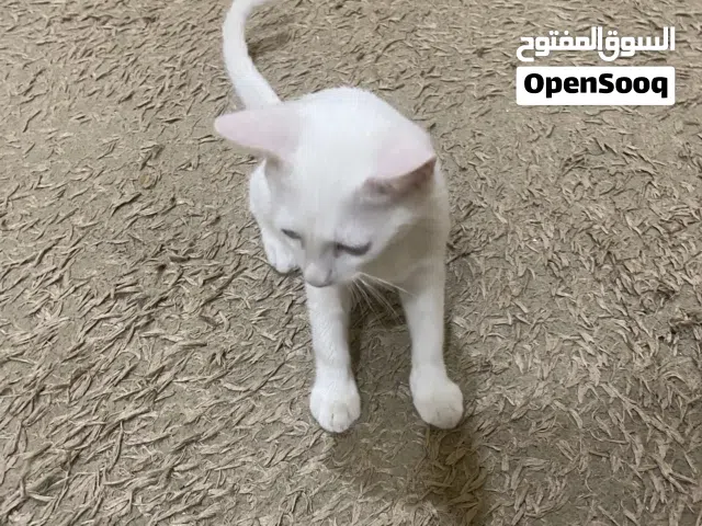 قطة من نوع مكس