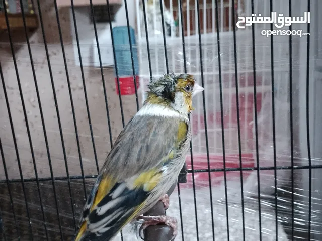 بندوق حسون لغه شامية معا غلط كنار طير إيه من الجمال