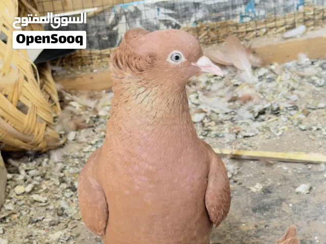 متاح زوجين رواعب