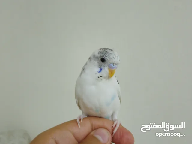 طير حب ذكر مدرب ذكي يرقص