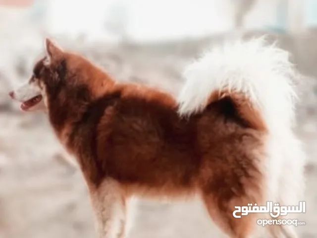 دكر هاسكي بيور البيور البيور زي ما قال الكتاب