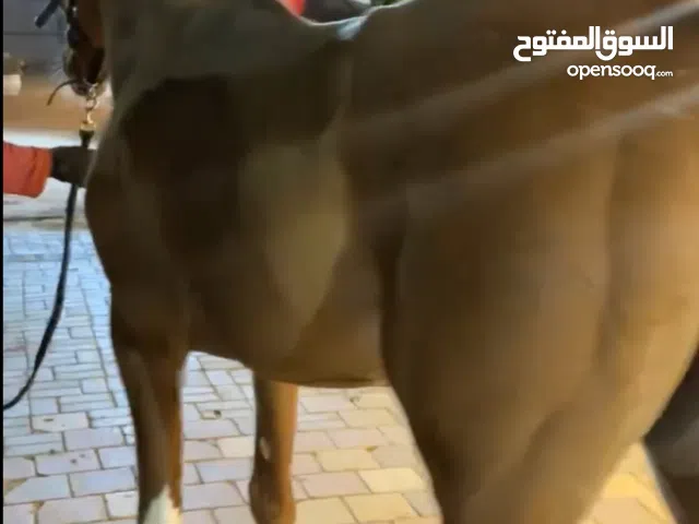 للبيع فرس في العين