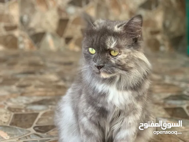 قطه مع الولادة قطه ي شيرازي اصل فقط في عمان