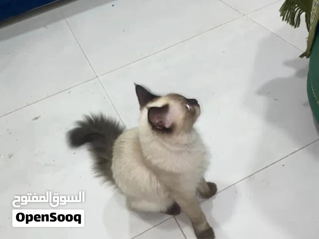 قطه سيامي عمر أربع شهور و بصحه جيدا و نشيط