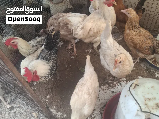 دجاج فيومي كلاسك وفرنسي للبيع ويوجد بيض مخصب