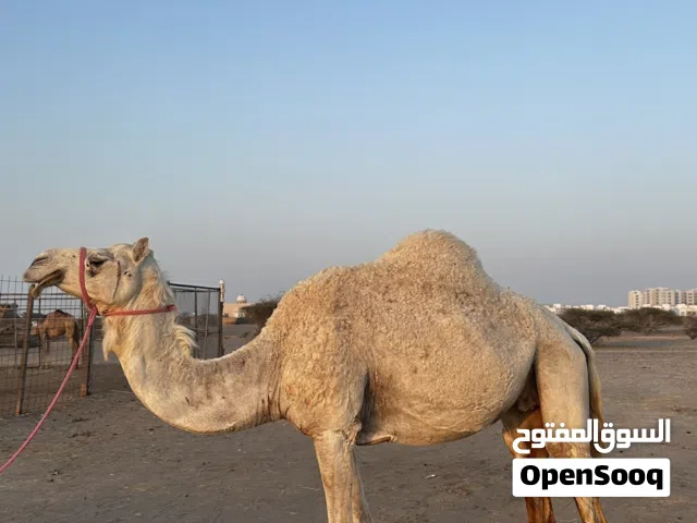 ناجه للبيع .