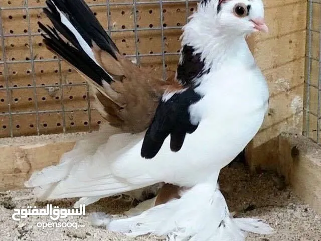 مطلوب حمام لبيع تعز