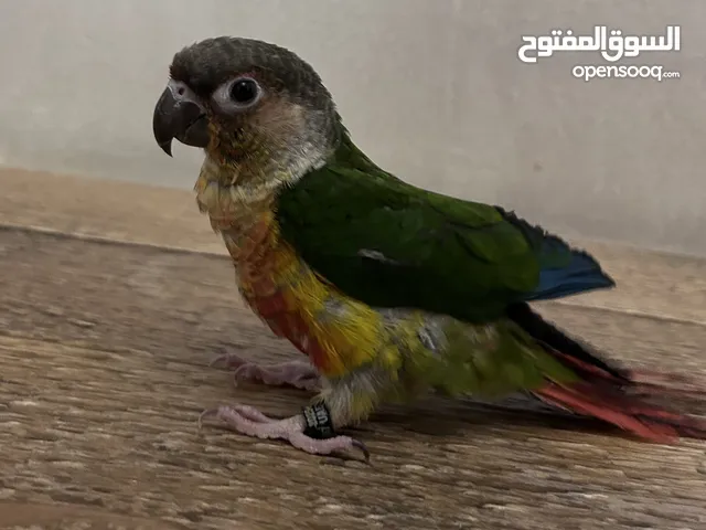 بغبغاء كنيور عمره 4 شهور