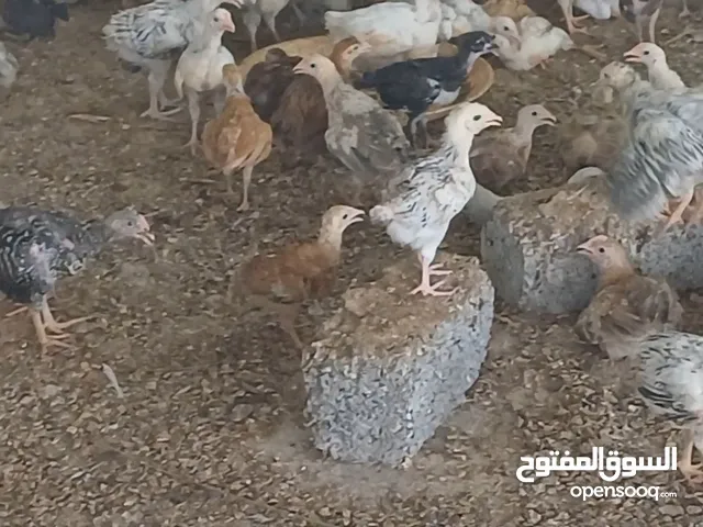دجاج كوشن و دجاج عماني