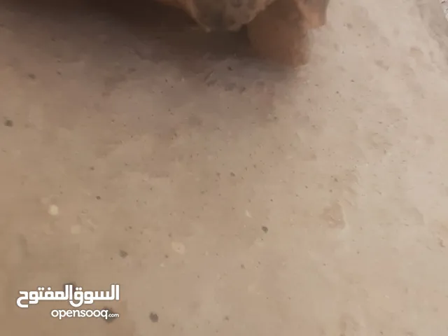 سلحفاة للبيع بسعر مغري