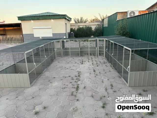 معرض دجاج جديد