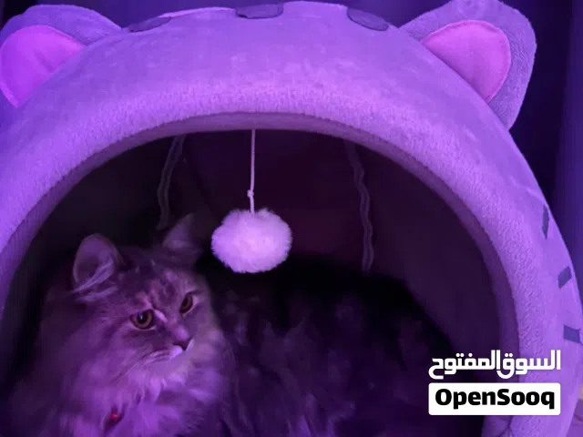 قطه شيرازيه