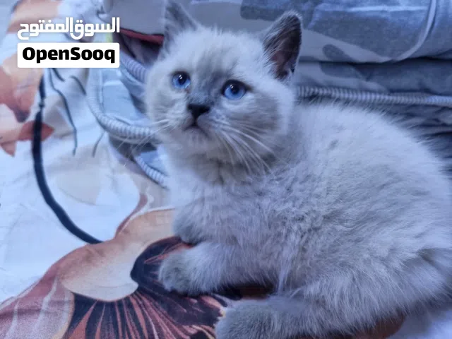 قط ذكر رصاصي عمر شهرين ونص للتبني متعود عاللتر بوكس لعوب جدا