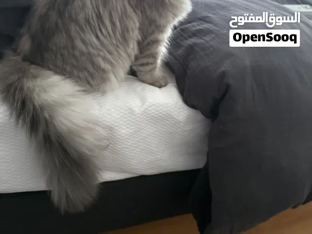 7 month Persian cat shirazi