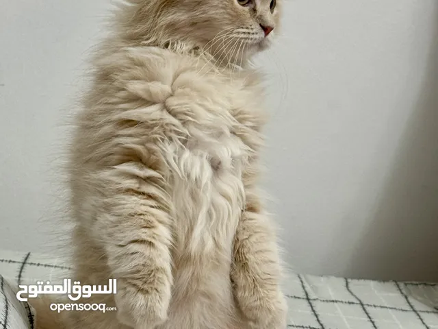 قط ذكر شيرازي