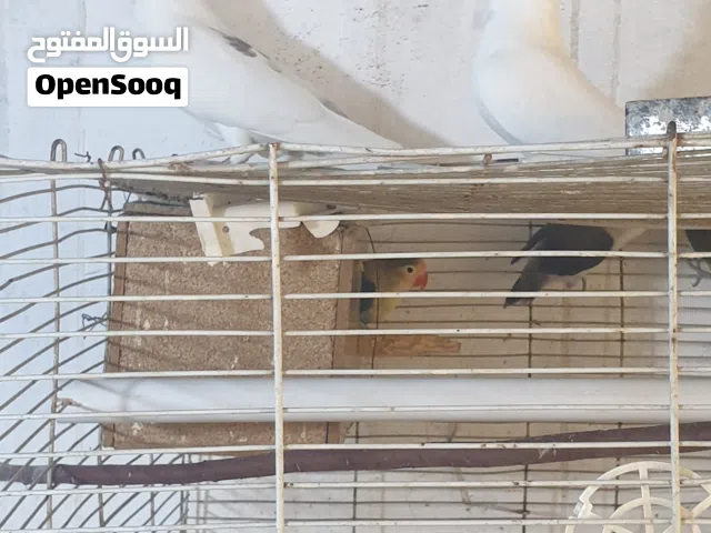 زوج كيلوت فحله