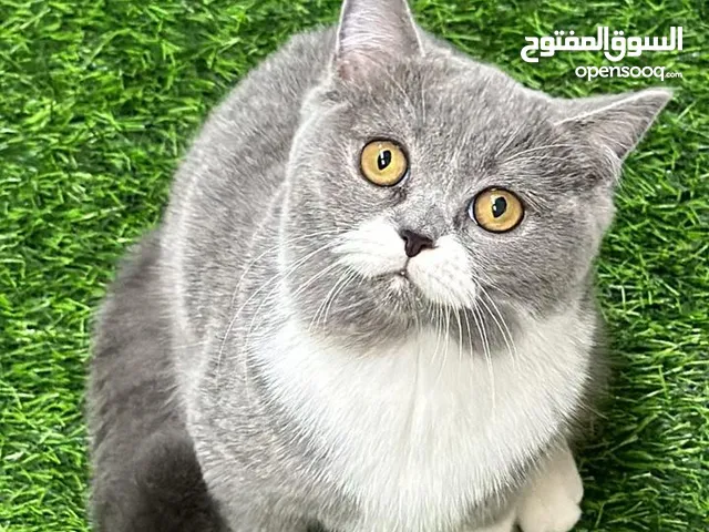 انثى برتش بايكلر