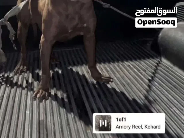 كلبه بيتبول مع صورة الأب