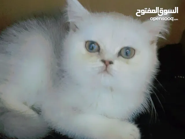 قطه للبيع نوع سكوتش ستريت لون مميز الوصف مهم