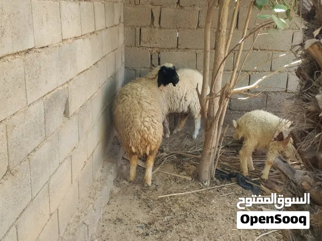 غنم للبيع كلمن وسعرا