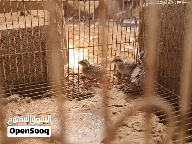 فروخ صفارد عمانيه