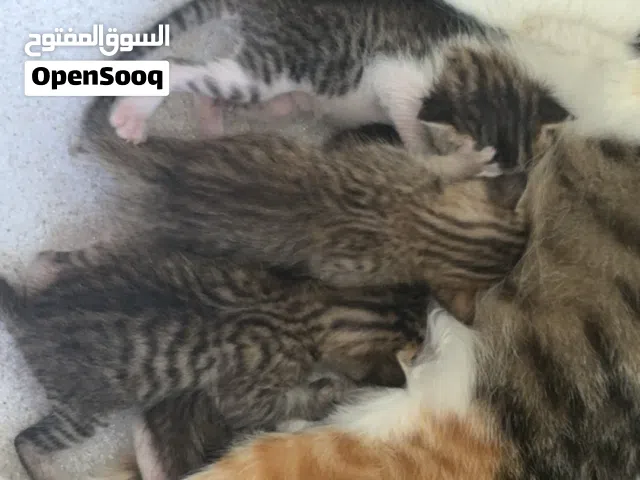اربع قطط العمر ثلاث اسابيع