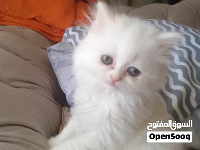 قطط شيرازي