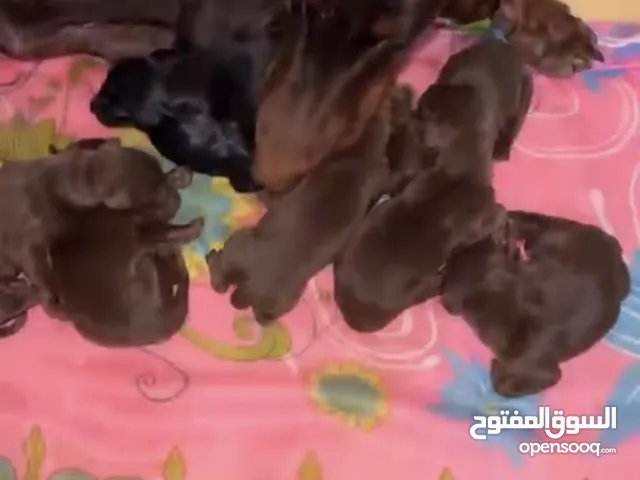 متوفر جراء دوبر مان للحجز