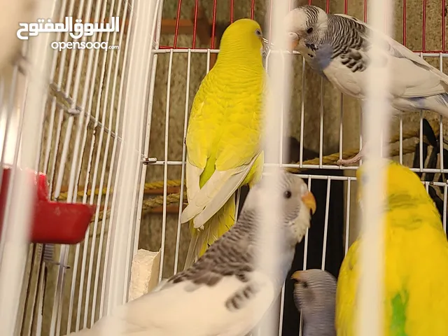 طيور ببغاء بادجي للبيع