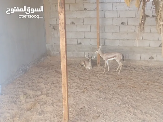 اثنين غزلان ذكورة للبيع