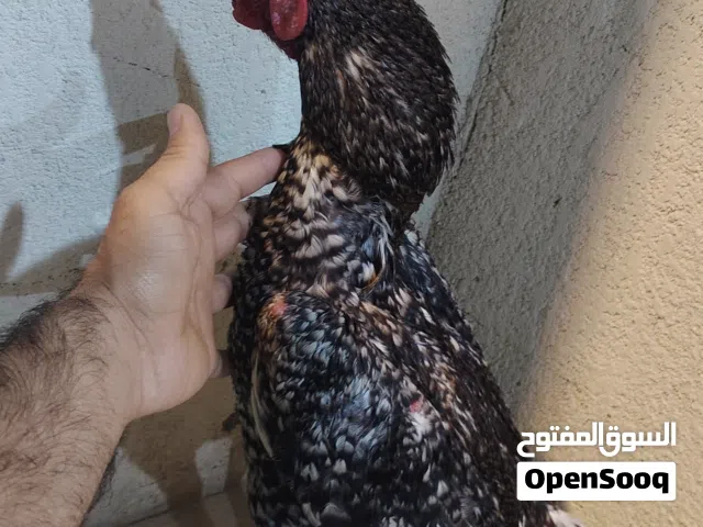 السلام عليكم ديج هراتي رسه قوي دم نقي اللبيع